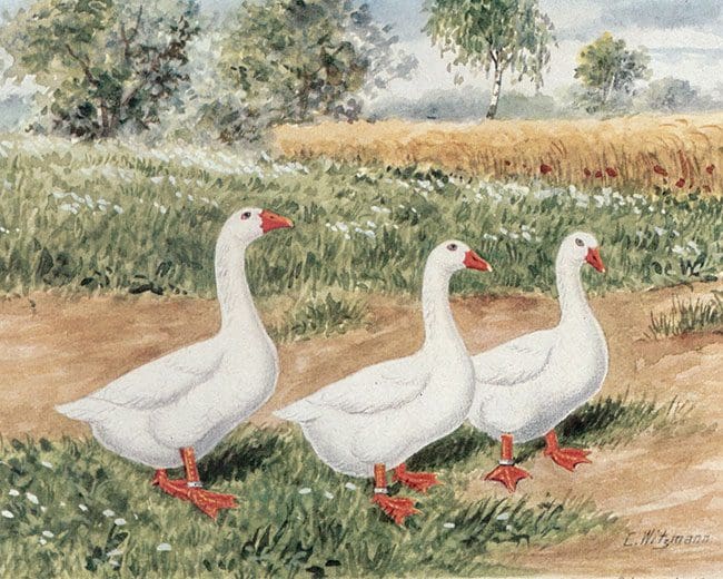 Diepholzer-Gans_Witzmann_Zeichnung