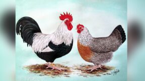 Dorking – alte Europäer mit Seltenheitswert