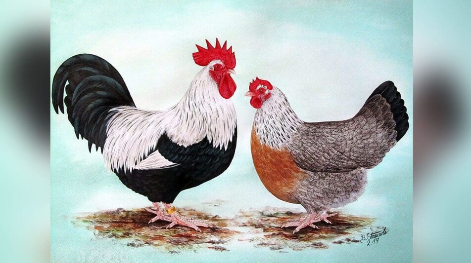 Dorking – alte Europäer mit Seltenheitswert