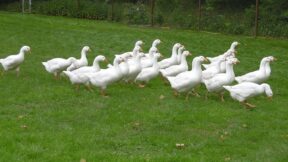 Diepholzer Gans – robust und perfekt für die Weide