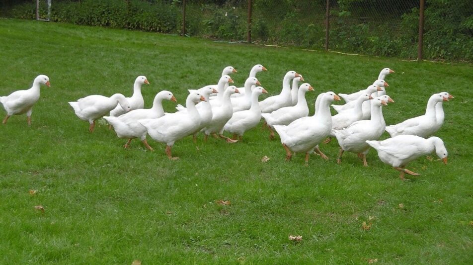 Diepholzer Gans – robust und perfekt für die Weide