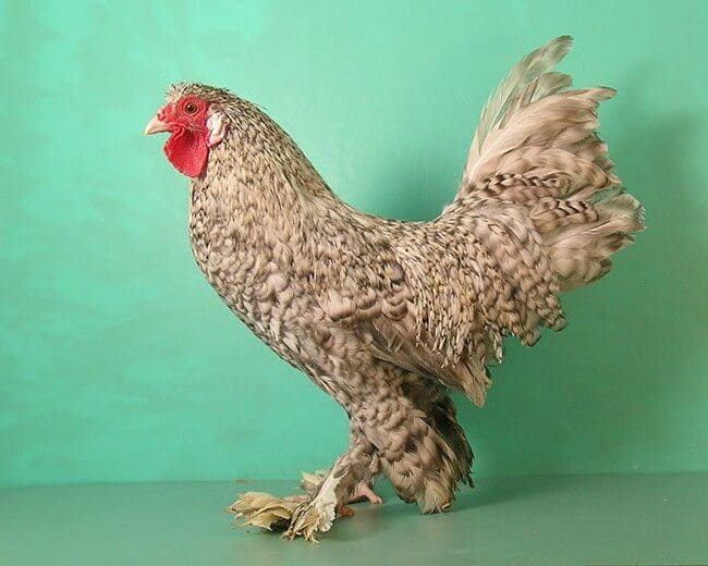 Zwerg-Breda_Hahn_gesperbert