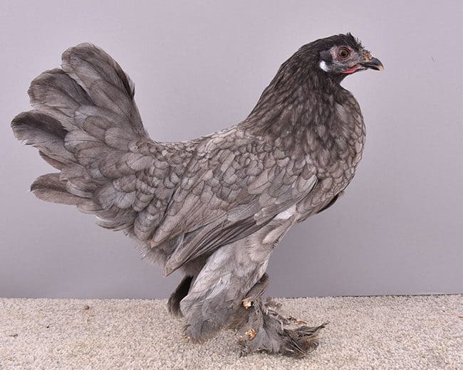 Zwerg-Breda_Henne_blau