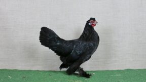 Zwerg-Breda – bald in Deutschland verschwunden?