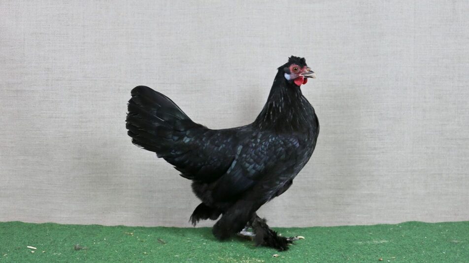 Zwerg-Breda – bald in Deutschland verschwunden?