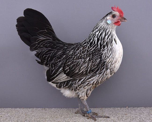 Bassette_Henne_silber-wachtelfarbig