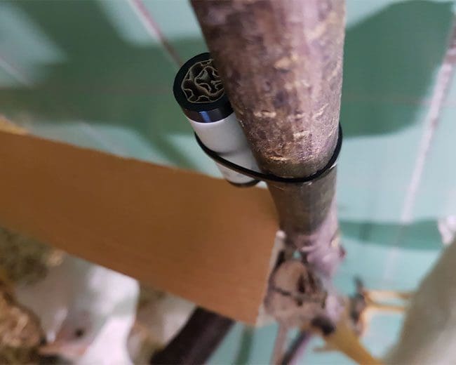 Rote-Vogelmilbe_Mikroskop