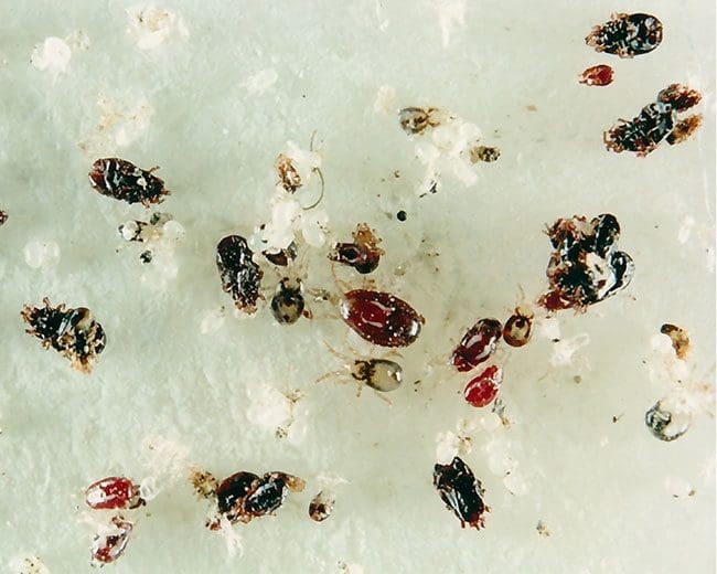 Rote-Vogelmilbe_Stadien