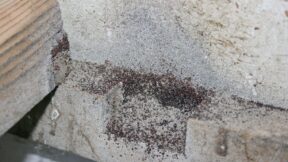 Rote Vogelmilbe – den gefürchteten Parasit richtig bekämpfen