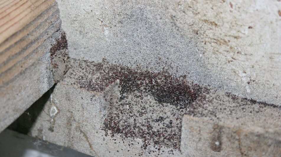 Rote Vogelmilbe – den gefürchteten Parasit richtig bekämpfen