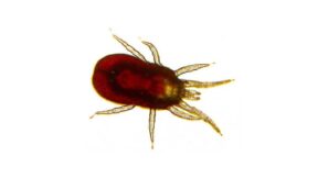 Rote Vogelmilbe – den gefürchteten Parasit frühzeitig erkennen