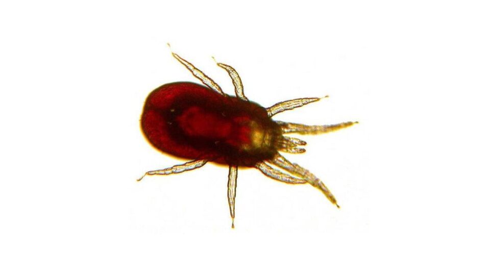 Rote Vogelmilbe – den gefürchteten Parasit frühzeitig erkennen