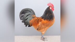 Bassetten – kleine Landhühner aus Belgien