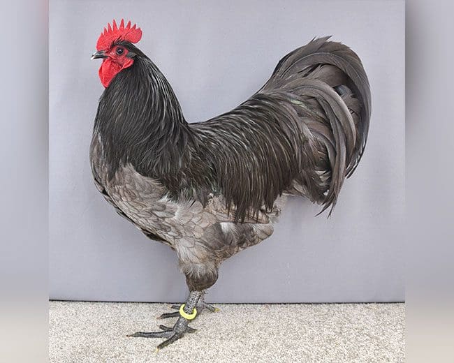 Australorps_Hahn_blau-gesäumt