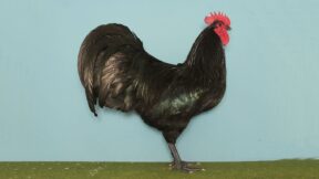 Australorps – beliebte und leistungsstarke Australier