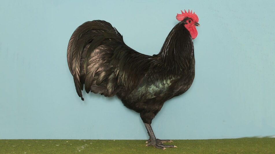 Australorps – beliebte und leistungsstarke Australier