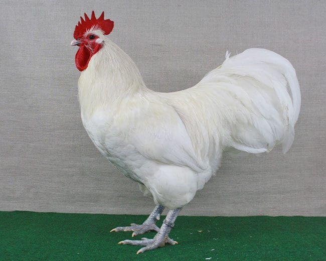 Australorps_Hahn_blau-gesäumt