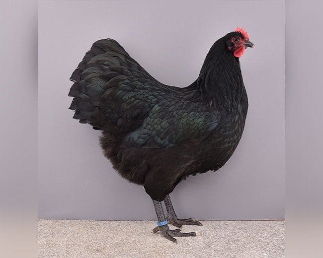 Australorps_Henne_schwarz