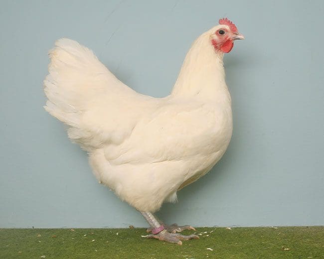 Australorps_Henne_weiß