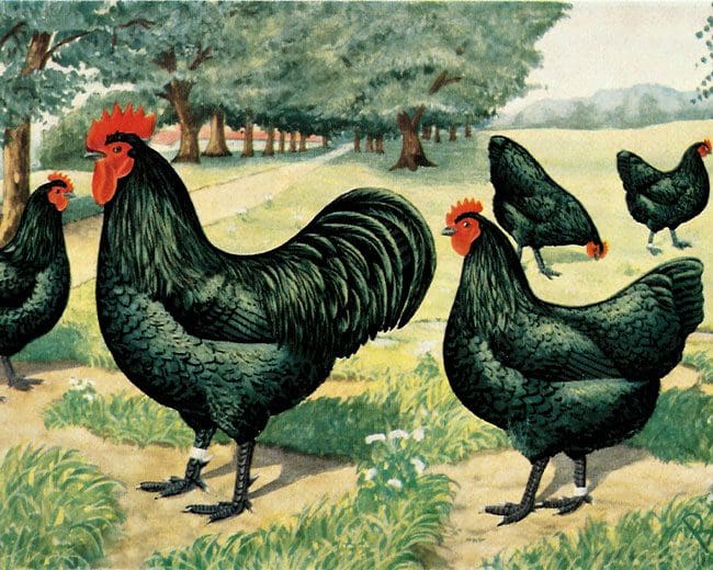 Australorps_Kunstdruck