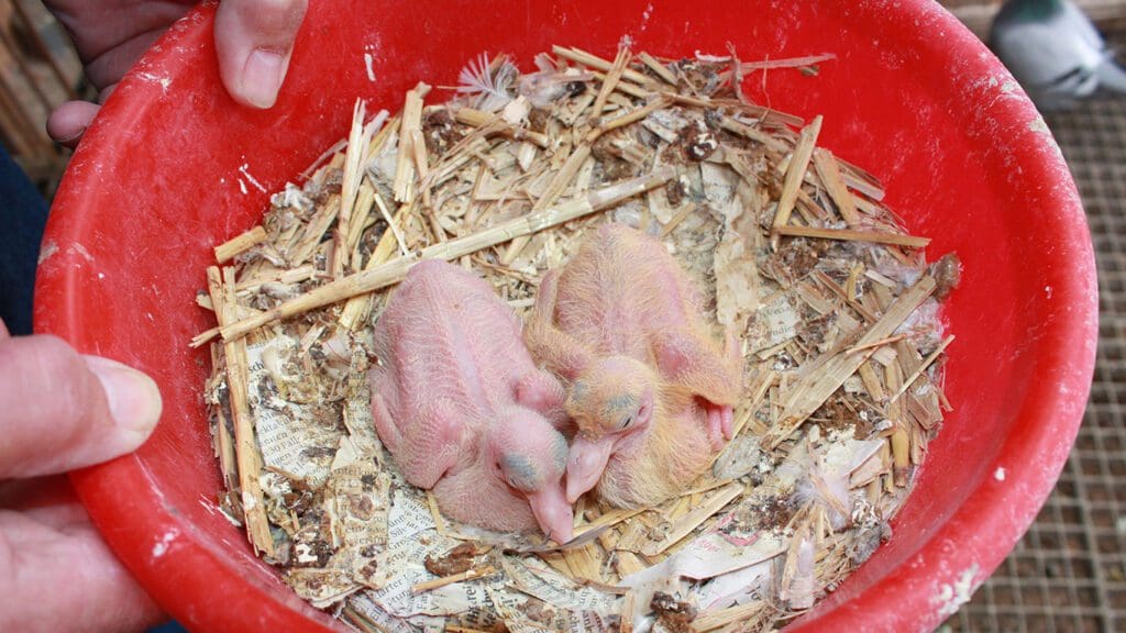 Texaner_kennf-dunkel