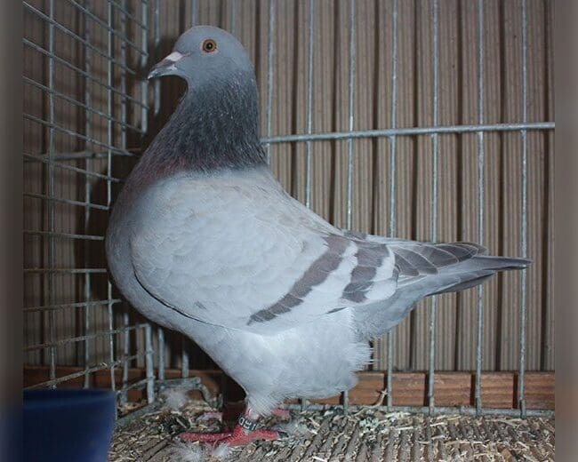 Texaner blau mit Binden