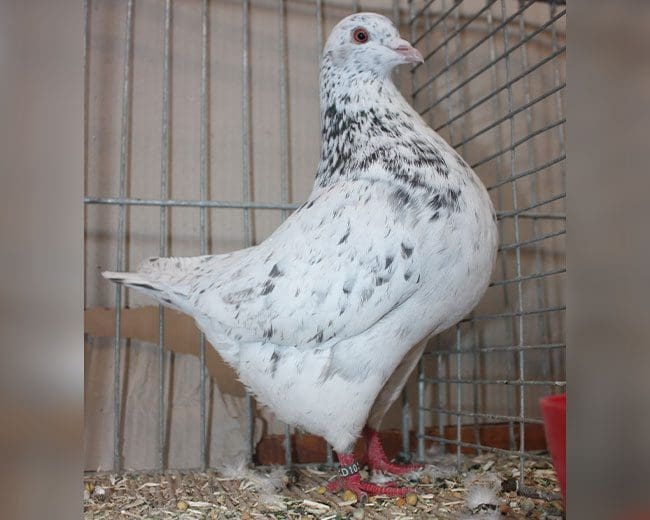 Texaner_kennf-dunkel