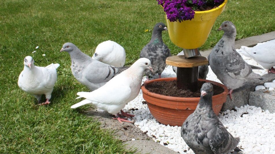 Texaner – der Weg einer Wirtschaftstaube zur beliebten Rassetaube