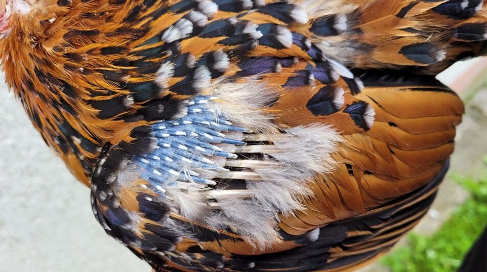 Fit durch die Mauser