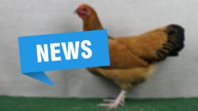 SV d. Z. Dt. Reichshühner u. Zwerg-Reichshühner