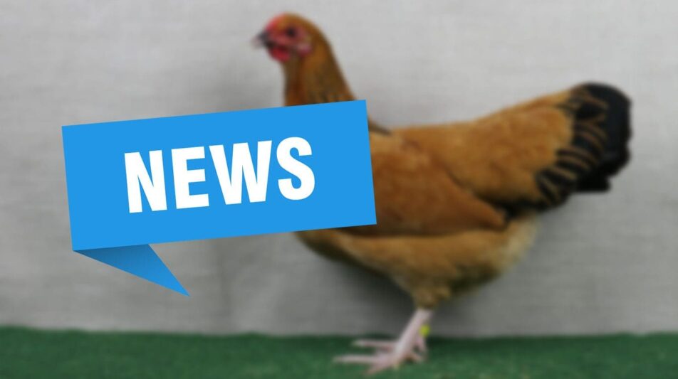 SV d. Z. Dt. Reichshühner u. Zwerg-Reichshühner