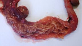 Wurmbefall – Würmer als häufiger Parasit des Geflügels