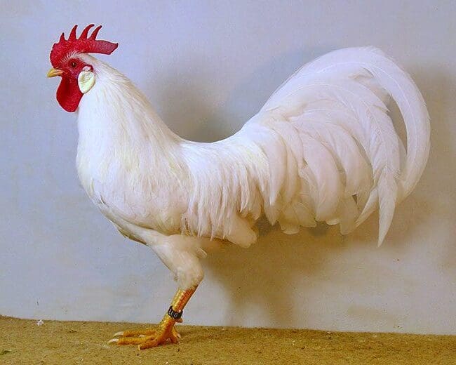 Amerikanische-Zwerg-Leghorn_Hahn