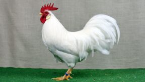 Amerikanische Zwerg-Leghorn – perfektes Ebenbild der Großrasse