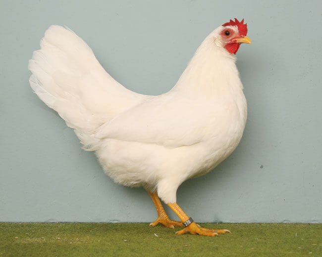 Amerikanische-Zwerg-Leghorn_Henne
