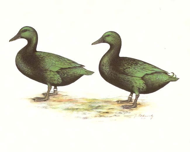 Zeichnung von Smaragdenten