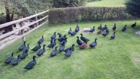 Smaragdenten – glänzende Edelsteine