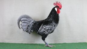 Andalusier – einzigartige Zeichnung mit langer Geschichte