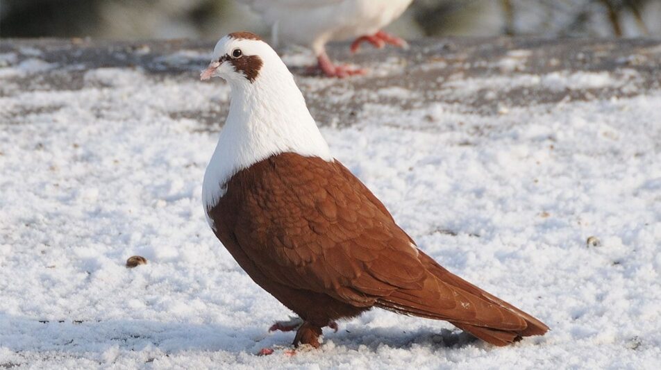 Taubenhaltung im Winter – Was ist zu beachten?