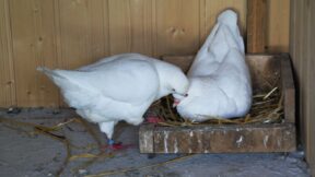 Anpaaren von Rassetauben