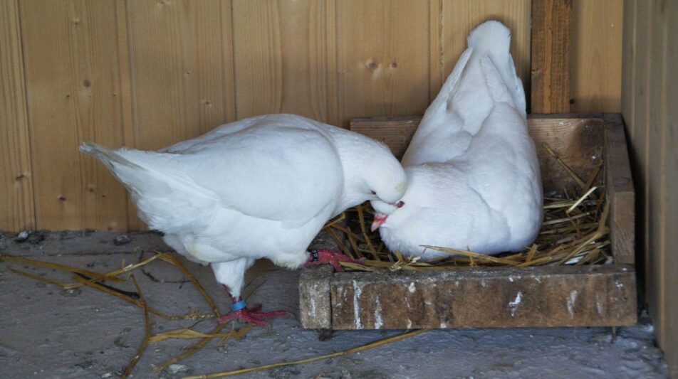 Anpaaren von Rassetauben