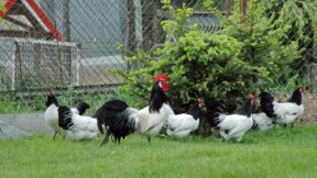 Der Zuchtstamm – Größe, Zusammenstellung, Haltung