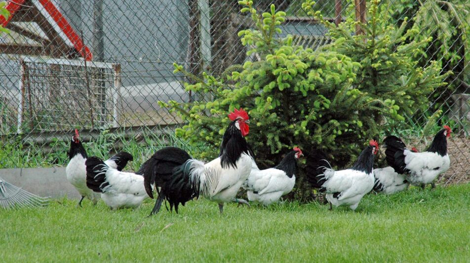Der Zuchtstamm – Größe, Zusammenstellung, Haltung