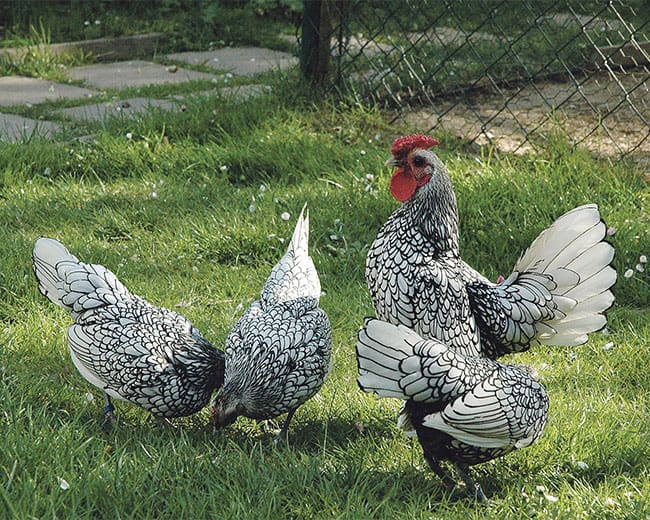 Ein Zuchtstamm der Rasse Sebright