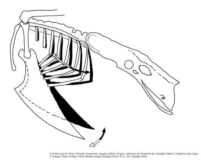 Atmung-Hühner_Blasebalg