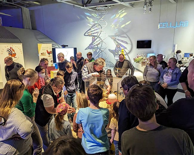 GZV_Fallersleben_Kükenschlupf