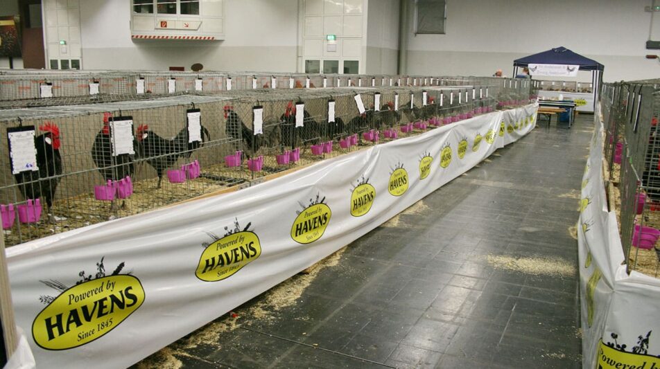 Atemwegserkrankungen beim Geflügel – eine Übersicht