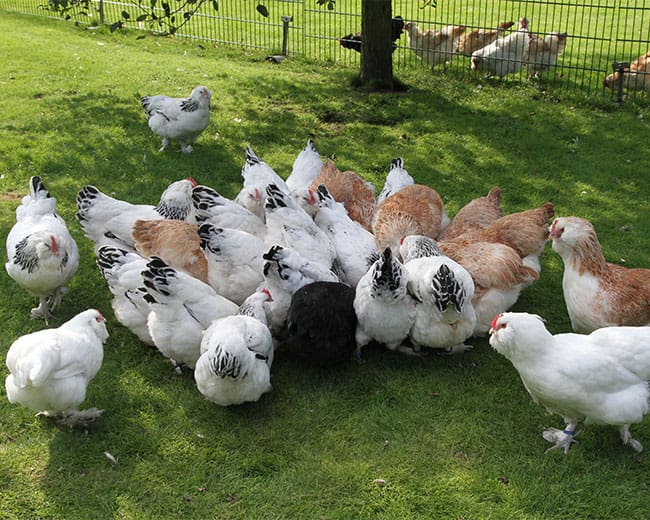 Deutsche-Lachshühner_Hennengruppe