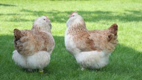 Deutsche Lachshühner – eine besondere Rasse