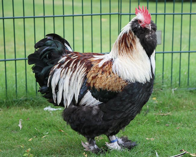 Deutsche-Lachshühner_Titel